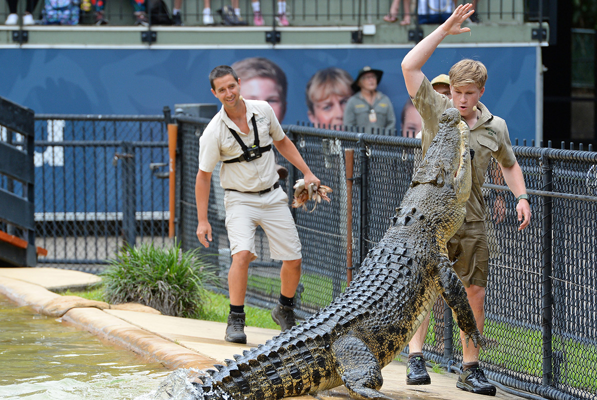 crocodile feeding at australia zoo