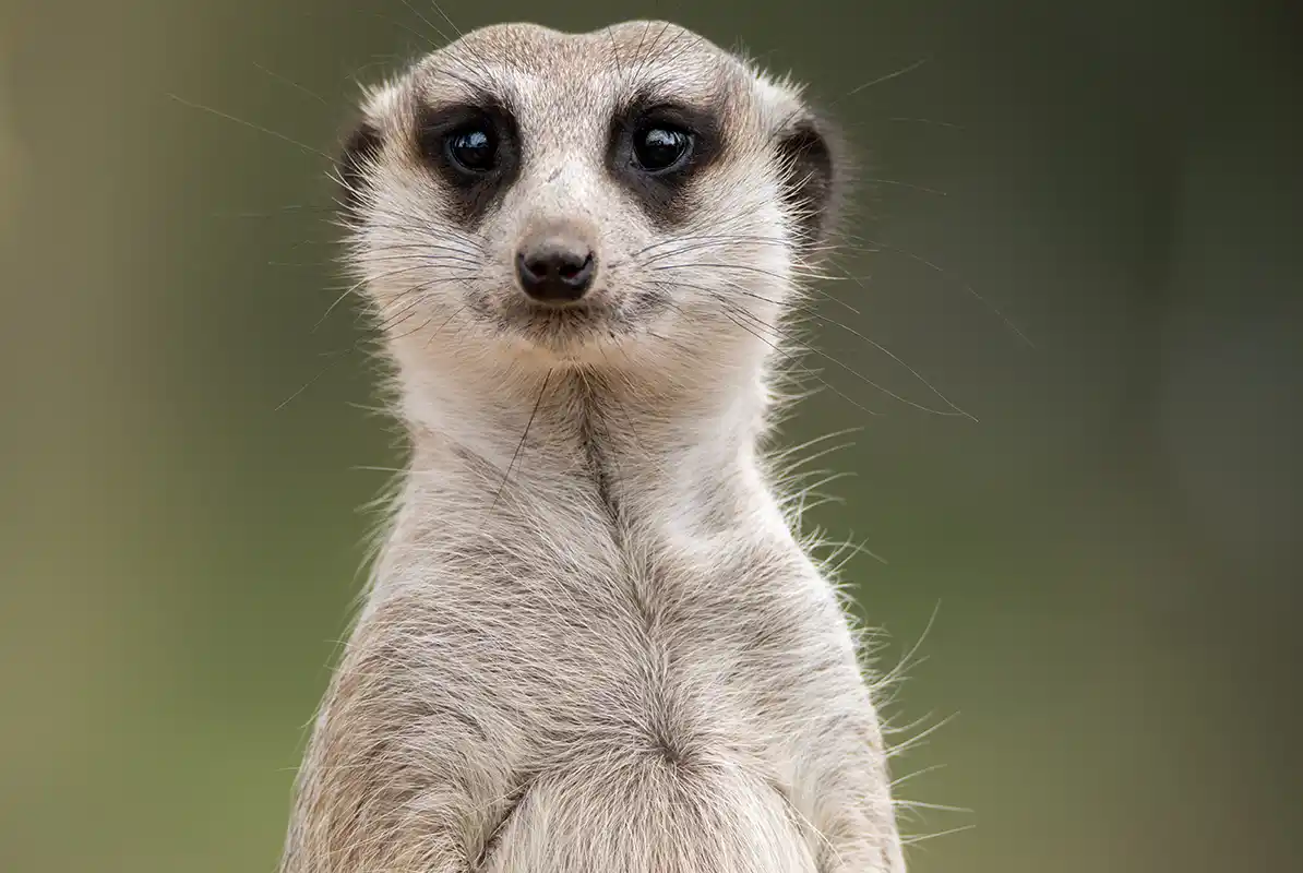 where to see meerkets